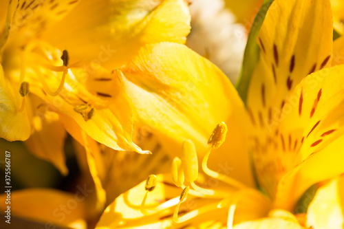 Yellow alstroemeria close-up in the sun. Macro. Selective focus.