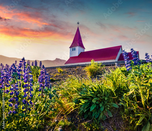 Attractive morning view of Vikurkirkja (Vik i Myrdal Church), Vik location. Stunning summer scene of Iceland with field of blooming lupine flowers. Travel to Iceland.