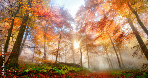 Sun rays in a misty forest in autumn © Smileus