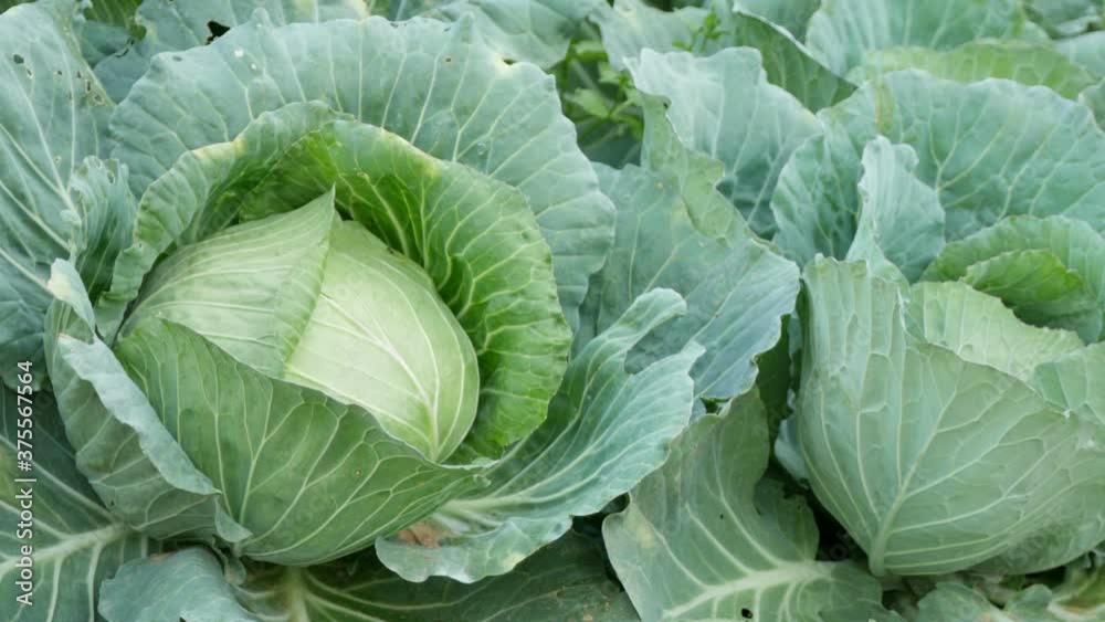 close-up of fresh cabbage in the vegetable garden close-up of fresh cabbage in the vegetable garden