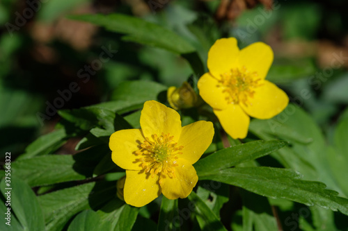 Zwei gelbe Bl  ten des Gelbes Windr  schen  lat.  Anemone ranunculoides   eine Wildblume am Waldboden im Fr  hling