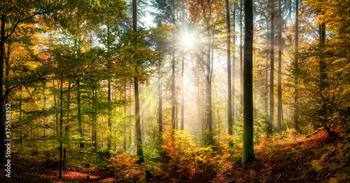 Sunny autumn scenery in a colorful forest