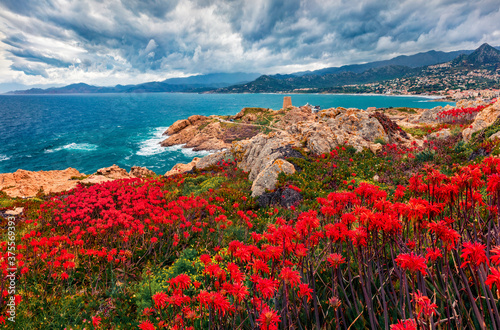 Blooming red flowers on de la Pietra cape with Genoise de la Pietra a L'ile-Rousse tower on background. Captivating summer scene of Corsica island, France, Europe. Traveling concept background. © Andrew Mayovskyy