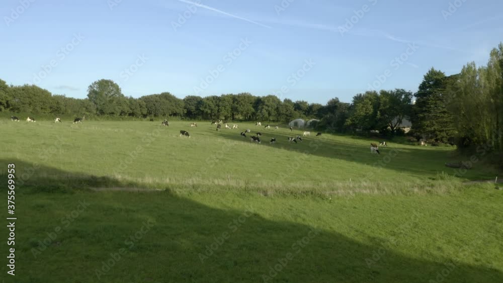 Low angle aerial drone flying towards herd of cows cattle grazing in meadow at early sunrise Low angle aerial drone flying towards herd of cows cattle grazing in meadow at early sunrise