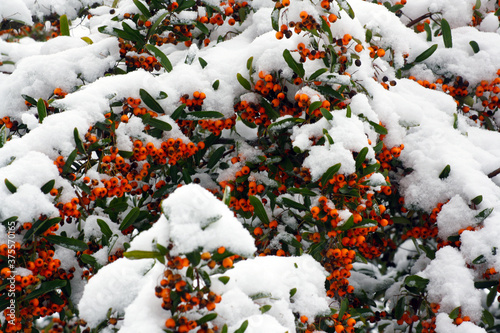 Vivid orange snow-covered berries of firethorn