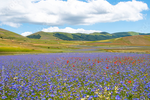 Umbria Piana di Castelluccio, papaveri