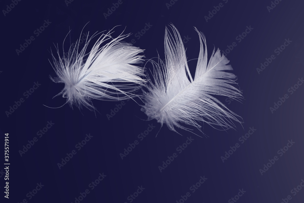 Obraz premium White Feathers Floating on Blue
