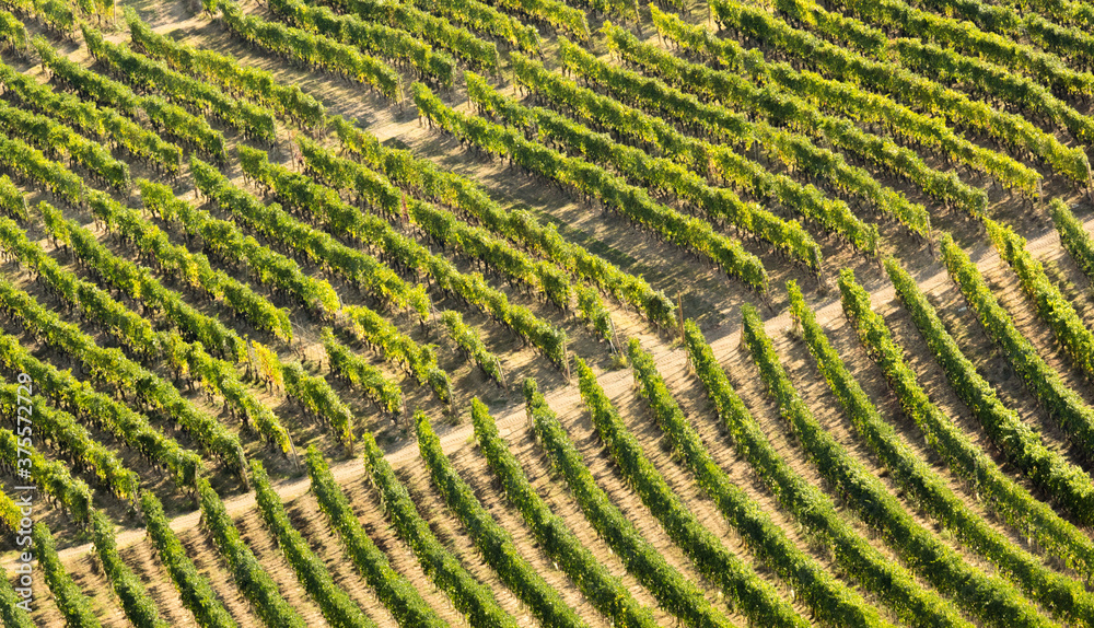 Vigne nelle langhe terra di Barolo in Piemonte Vigne nelle langhe terra di Barolo in Piemonte