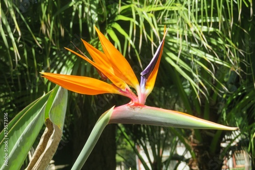 Beautiful exotic Bird of paradise flower in Florida zoological garden, closeup