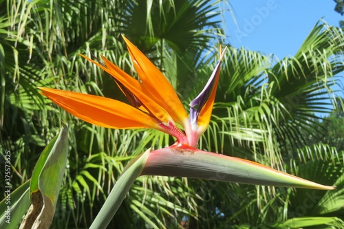 Beautiful exotic Bird of paradise flower in Florida zoological garden, closeup