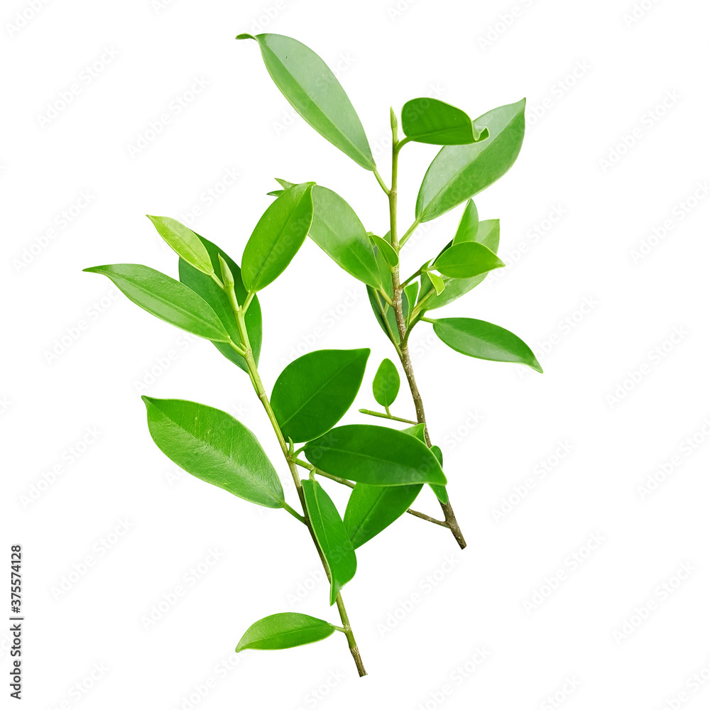 Green leaf picture on a white background, Dicut pictures, photos for your decoration. Green leaf picture on a white background, Dicut pictures, photos for your decoration.