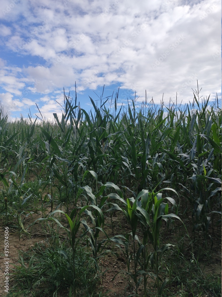 Obraz premium Vue sur un champ