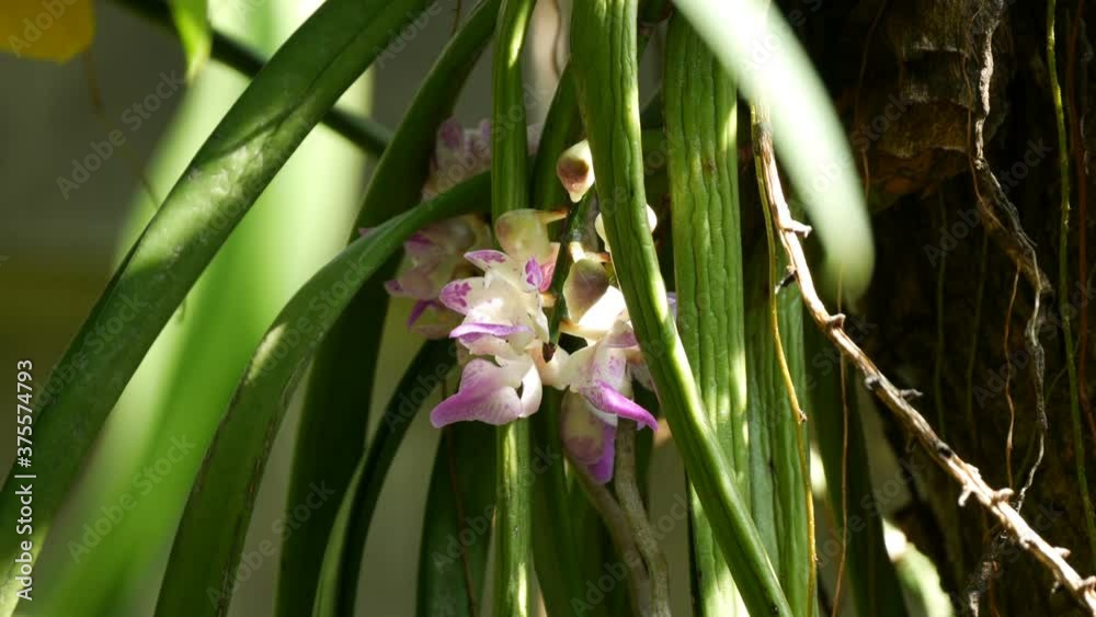 close up purple orchid flower in garden close up purple orchid flower in garden