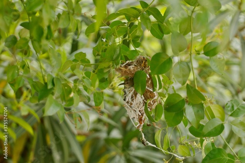 Humming bird in the nest
