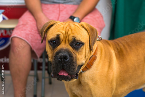 bull masitff dog mixed breed at the veterinary clinic