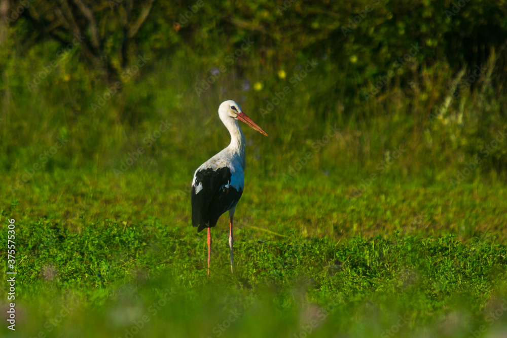 Fototapeta premium stork in the field on a summer morning looking for food