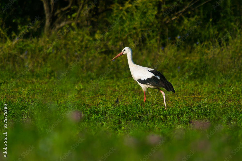 Obraz premium stork in the field on a summer morning looking for food
