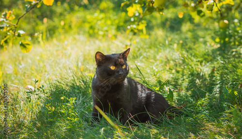 Black nice cat at nature, around green grass pet lifestyle 