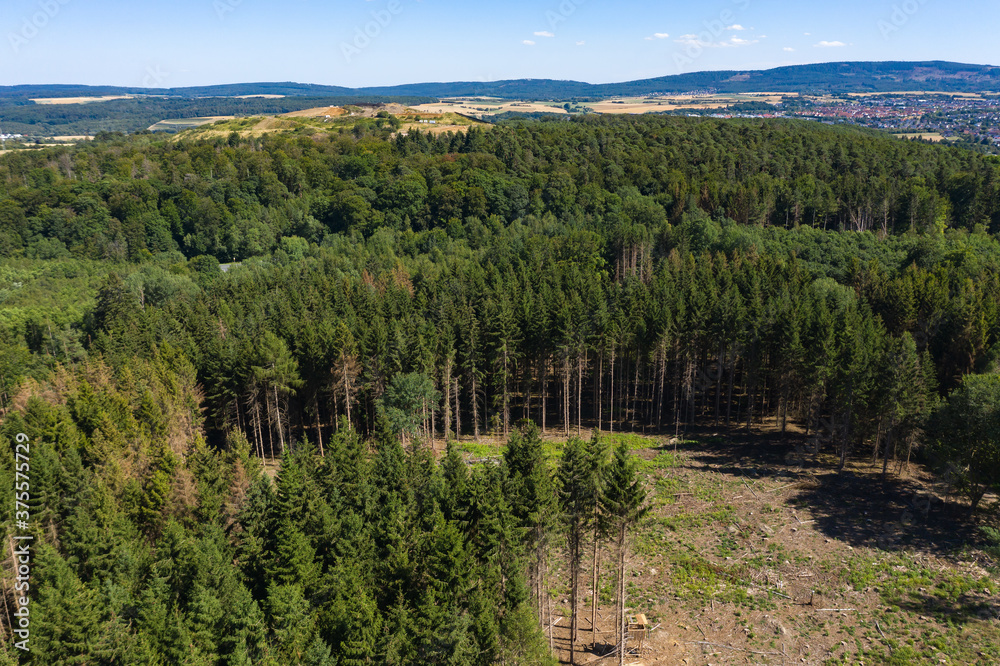 Bird's eye view of a partly healthy, partly sick forest in the Taunus / Germany