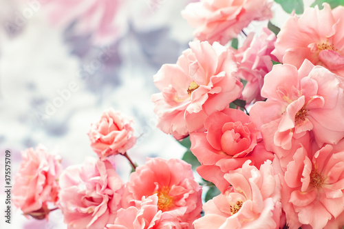 Delicate floral arrangement .Beautiful pink rose flower close-up.