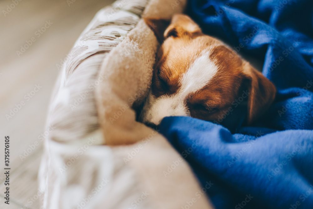 Cute puppy Jack Russell Terrier sleeping in his bad with blue blanket.