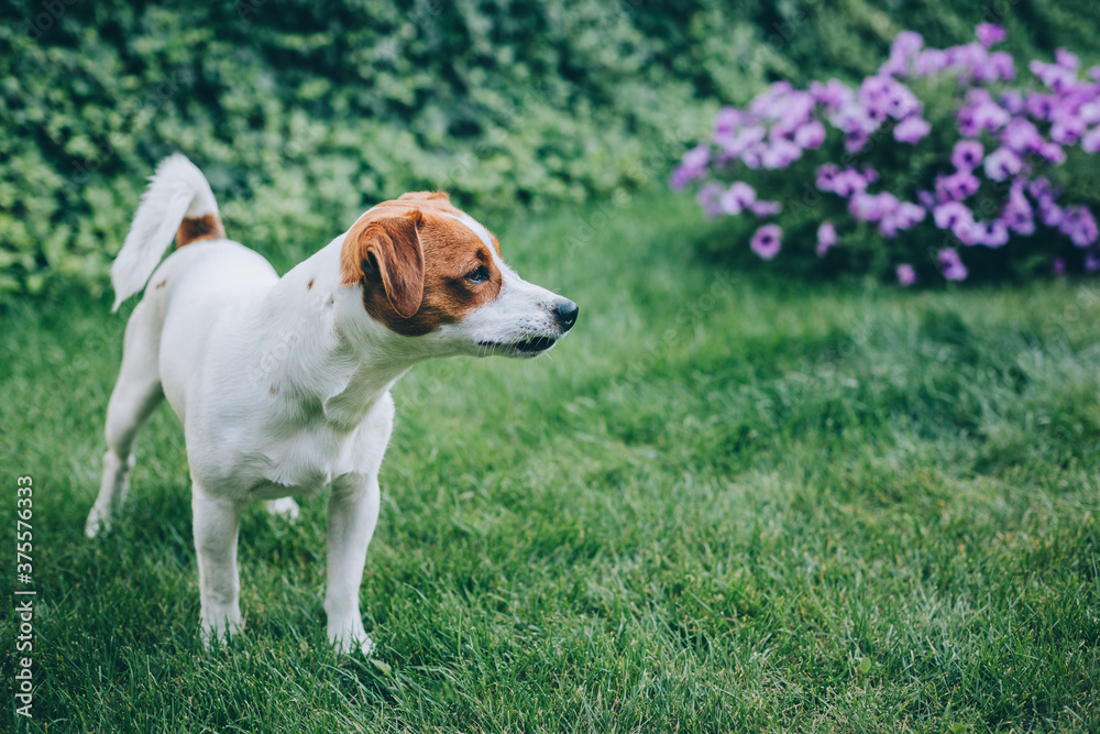 Adorable puppy Jack Russell Terrier walking in a garden. Adorable puppy Jack Russell Terrier walking in a garden.