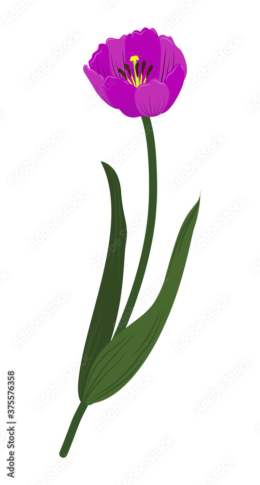 tulip flower vector