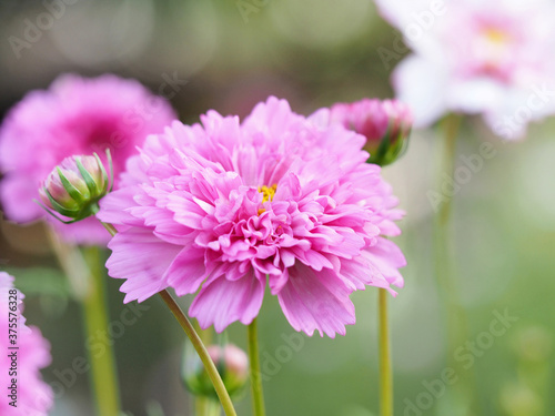 pink cosmos bipinnatus 'doble click rose bon bon' flower close up