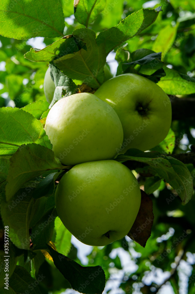 Green apple on a branch with leaves close up