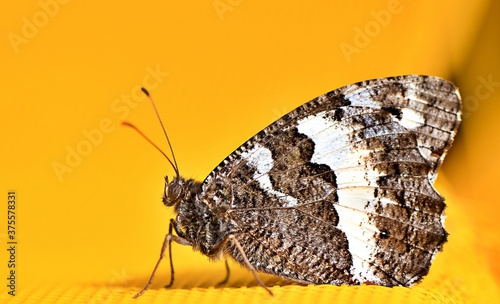 Skalnik prozerpina (Brintesia circe) photo