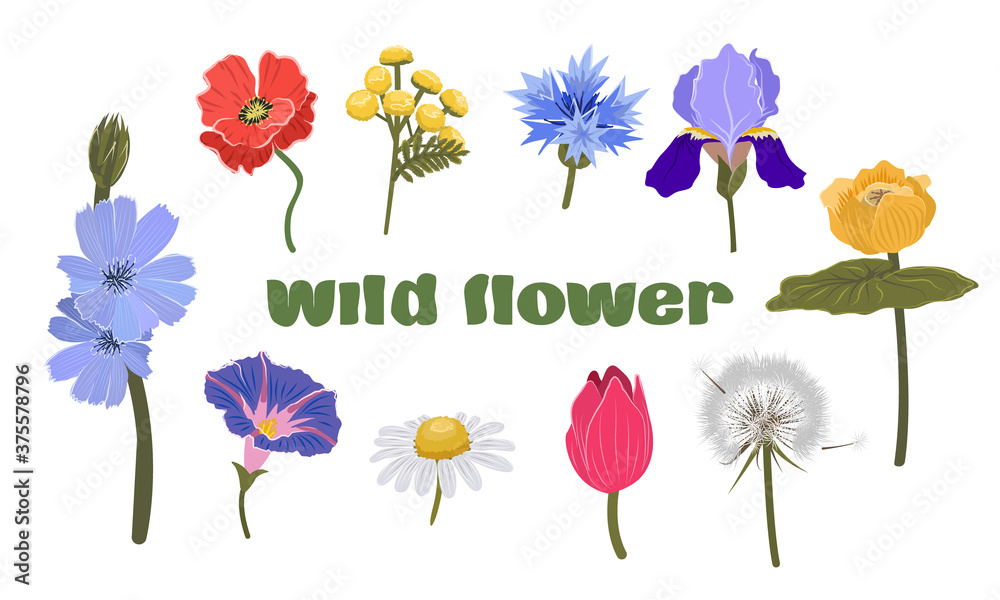 Collection of wildflowers. Dandelion, yellow water lily, tulip, iris, tansy, cornflower, poppy, chicory, bindweed and chamomile. Children's vector illustration