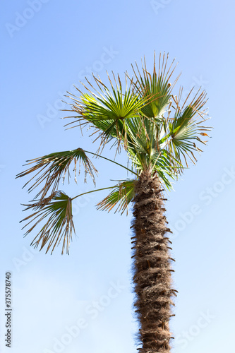 Dominican Republic, Santa Maria, Majorca, Los Angeles, Miami, Sochi, Krasnodar Park, Seychelles, sand, sea, ocean, tropics, tree, summer, palm, green, sky, background, blue, tropical, leaf, nature, be