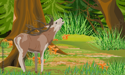 Red deer with branched antlers growls in the autumn forest. Noble deer. A forest with tall trees, evergreen fir trees and chanterelle mushrooms. Vector landscape