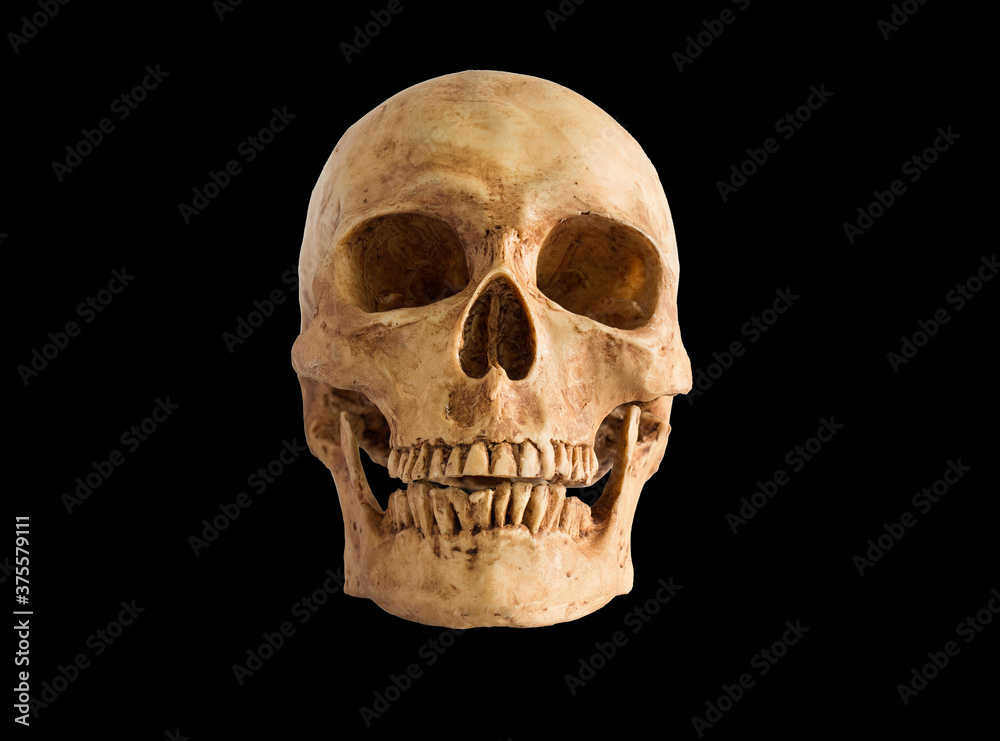 Old skulls put on black background Old skulls put on black background