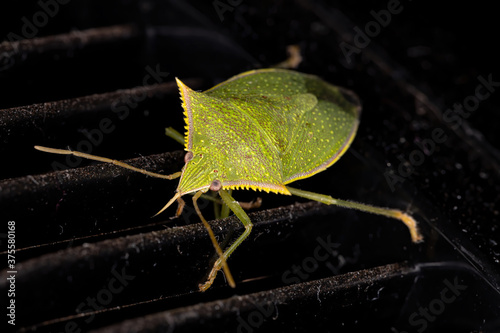 Stink Bug of the genus Loxa photo