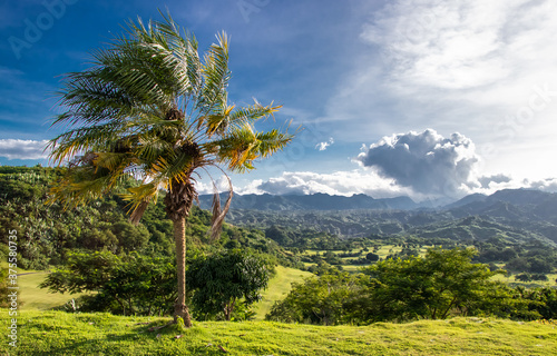 Solitary Palm Tree on Hill Overlooking Tropical Forests and Jagged Mountains outside of Clark, Philippines - Pampanga, Luzon, Philippines 