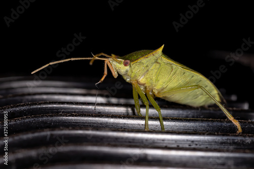 Stink Bug of the genus Loxa photo