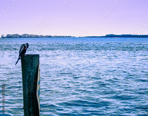 A blue heron rests on a wood pole near Brickell Key's waterfront, View of the Miami South Channel with bird in resting on a wooden pole, View of the Miami South Channel from Brickell Key Park, Sunset © Shaheem