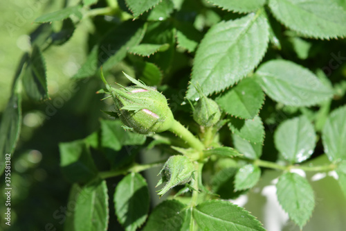 Wallpaper Mural small rose bush with closed pink blossoms  Torontodigital.ca