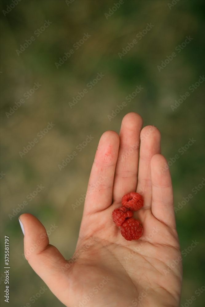 raspberry berries in hand close up raspberry berries in hand close up
