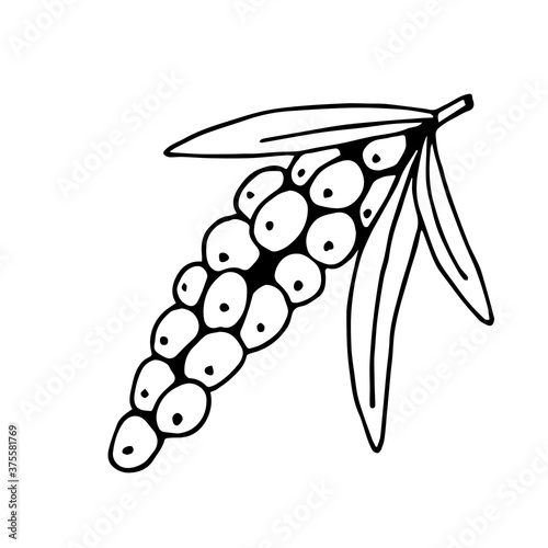 Hand-drawn simple vector drawing in black outline. A branch of sea buckthorn berries. Element of nature, vitamin, useful.