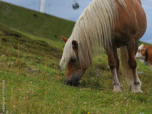 Wild blonde horse over mountain high pathway