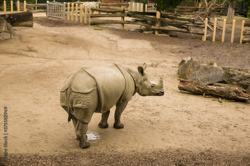 Naklejka premium rhino in the zoo