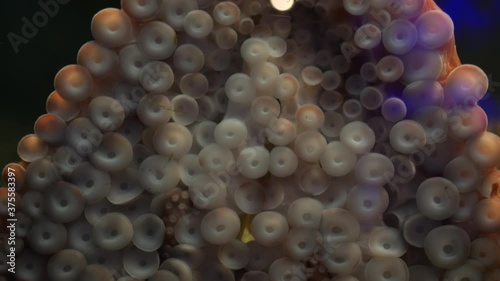 Weird octopus with suckers on arms. Giant squid tentacles macro close up. Large scary hypnotic kraken with eight limbs. Multitask symbol and colossal mollusc monster from legend. Mesmerising sprut.