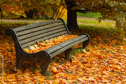 Park bench strewn with autumn yellow maple leaves. Wooden bench under the tree. Seasonal photography. Autumn moody background