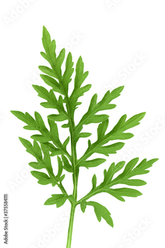 Ragweed leaf isolated on white background with clipping path and full depth of field