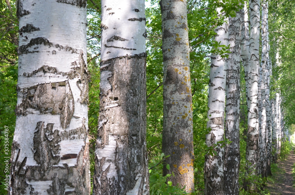 Obraz premium birch trees growing in a row