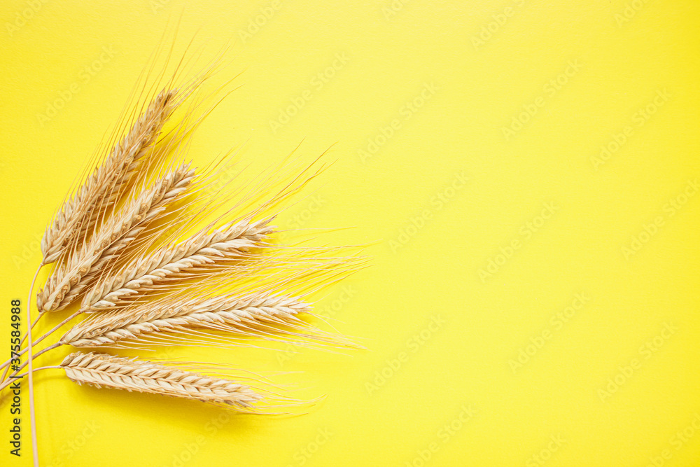 Spiny ears of rye filled with grains on a yellow background. Rye is a typical cereal grain for food.