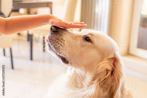 cute golden retriver home close up photo