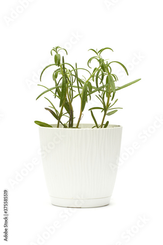 Rosemary in a white pot isolated